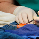 Image for article titled Australian Vet Removed a Brain Tumor From a Goldfish Named George